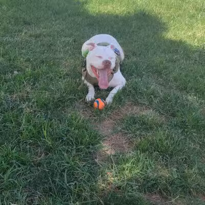 Dog Park - Las Vegas, NV