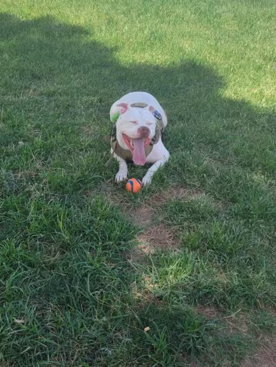 Dog Park - Las Vegas, NV