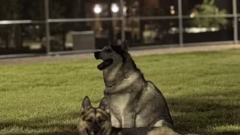 Dog Park - Las Vegas, NV