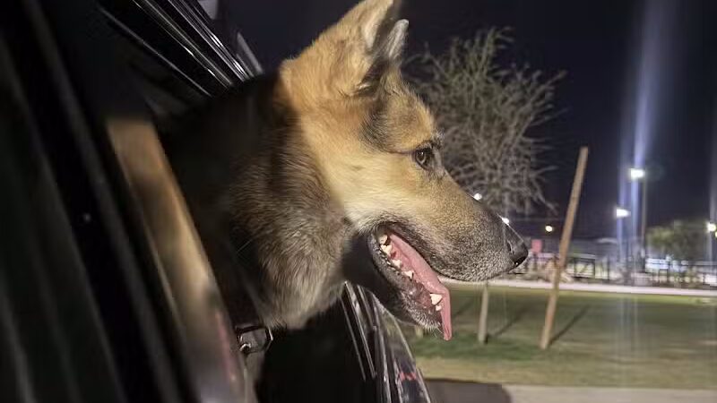 Dog Park - Las Vegas, NV