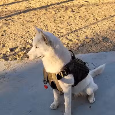 Dog Park - Las Vegas, NV