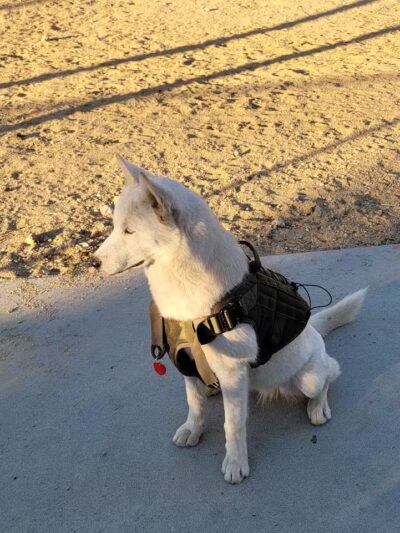 Dog Park - Las Vegas, NV