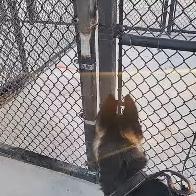 Dog Park - Las Vegas, NV