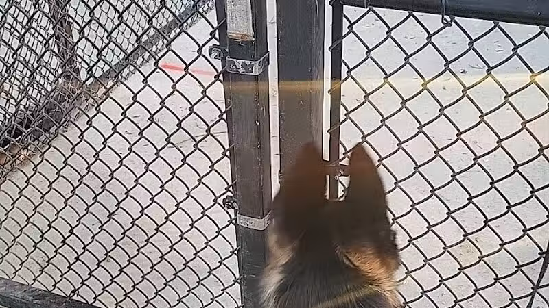 Dog Park - Las Vegas, NV