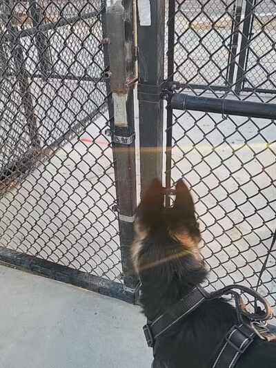 Dog Park - Las Vegas, NV