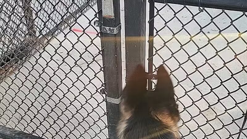 Dog Park - Las Vegas, NV