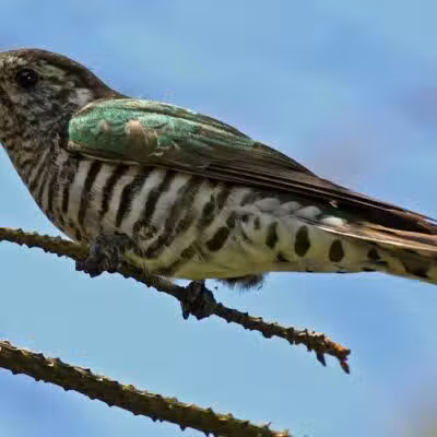 Durango Hills Park - Las Vegas, NV
