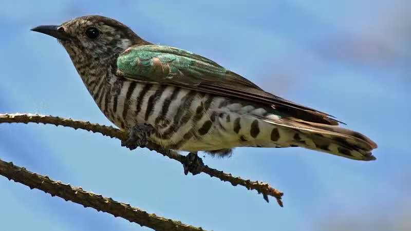 Durango Hills Park - Las Vegas, NV