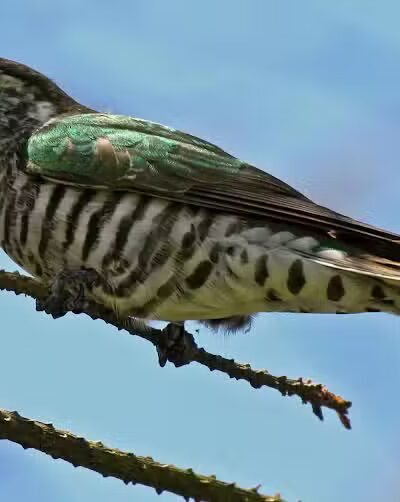 Durango Hills Park - Las Vegas, NV