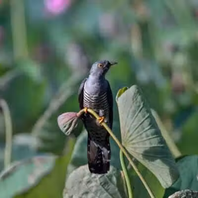 Durango Hills Park - Las Vegas, NV