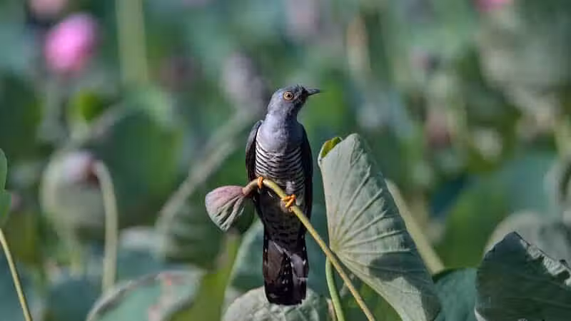 Durango Hills Park - Las Vegas, NV