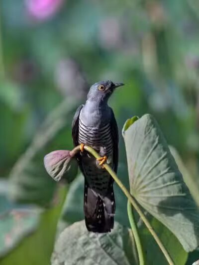 Durango Hills Park - Las Vegas, NV