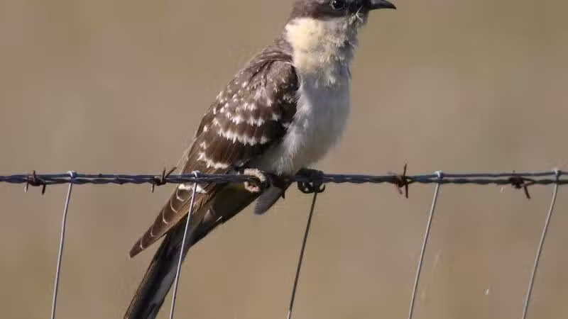 Durango Hills Park - Las Vegas, NV