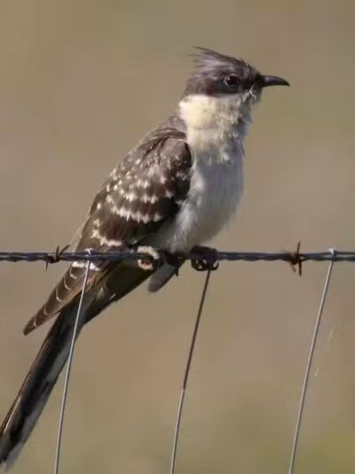 Durango Hills Park - Las Vegas, NV