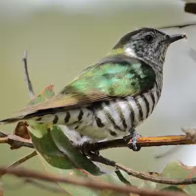 Durango Hills Park - Las Vegas, NV