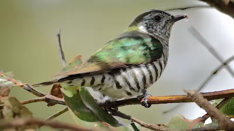 Durango Hills Park - Las Vegas, NV