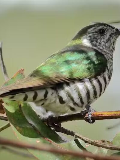 Durango Hills Park - Las Vegas, NV