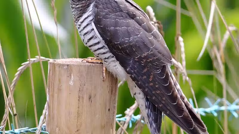Durango Hills Park - Las Vegas, NV