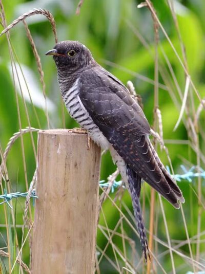 Durango Hills Park - Las Vegas, NV