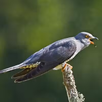 Durango Hills Park - Las Vegas, NV