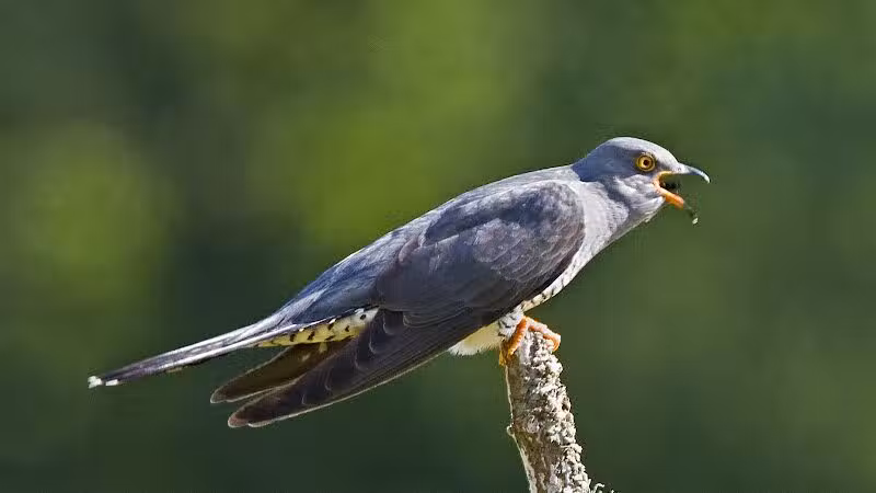 Durango Hills Park - Las Vegas, NV