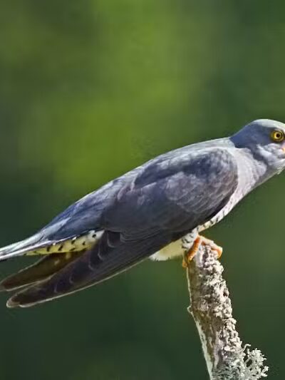 Durango Hills Park - Las Vegas, NV