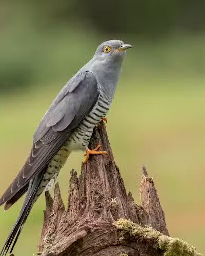 Durango Hills Park - Las Vegas, NV