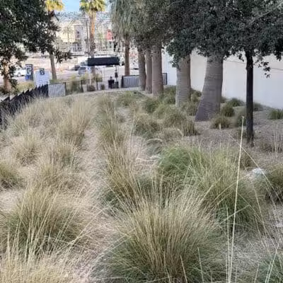 Fashion Show Mall Dog "Park" - Las Vegas, NV