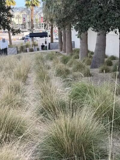 Fashion Show Mall Dog "Park" - Las Vegas, NV