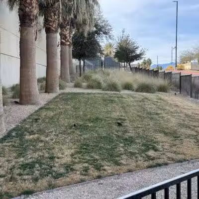 Fashion Show Mall Dog "Park" - Las Vegas, NV