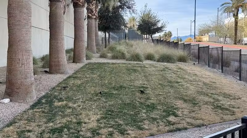 Fashion Show Mall Dog "Park" - Las Vegas, NV