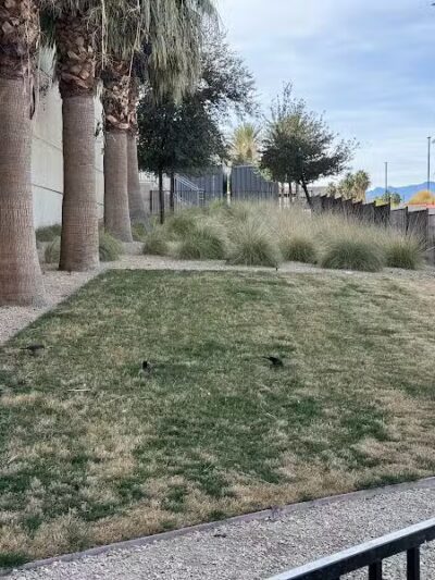 Fashion Show Mall Dog "Park" - Las Vegas, NV