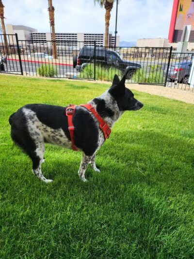 Fashion Show Mall Dog "Park" - Las Vegas, NV