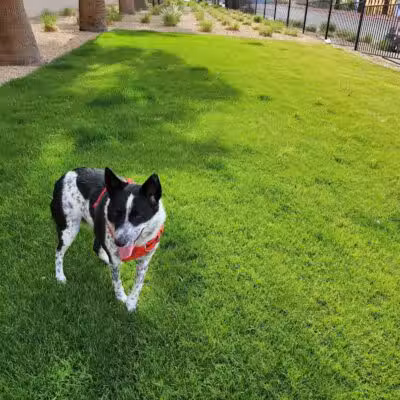 Fashion Show Mall Dog "Park" - Las Vegas, NV