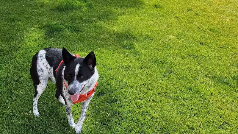 Fashion Show Mall Dog "Park" - Las Vegas, NV
