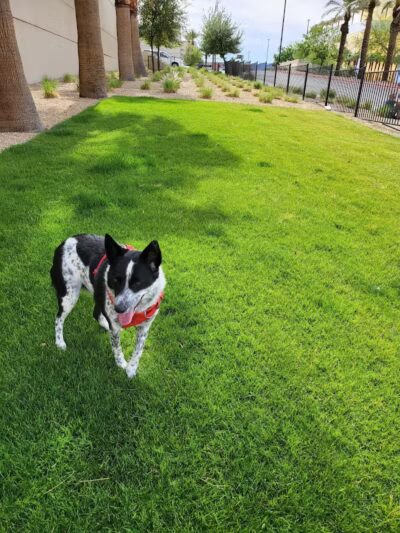 Fashion Show Mall Dog "Park" - Las Vegas, NV