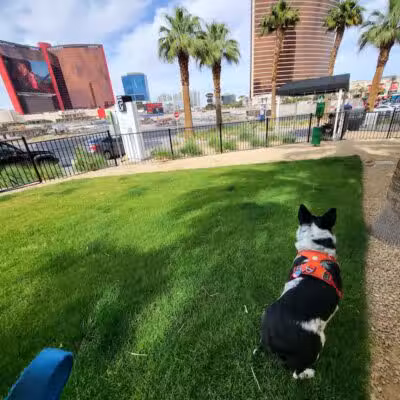 Fashion Show Mall Dog "Park" - Las Vegas, NV