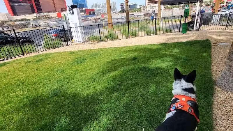 Fashion Show Mall Dog "Park" - Las Vegas, NV