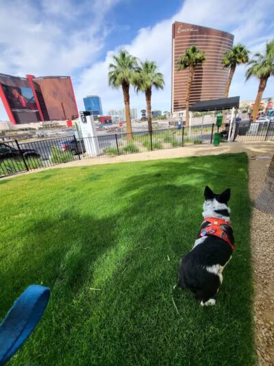 Fashion Show Mall Dog "Park" - Las Vegas, NV