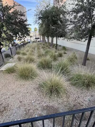 Fashion Show Mall Dog "Park" - Las Vegas, NV