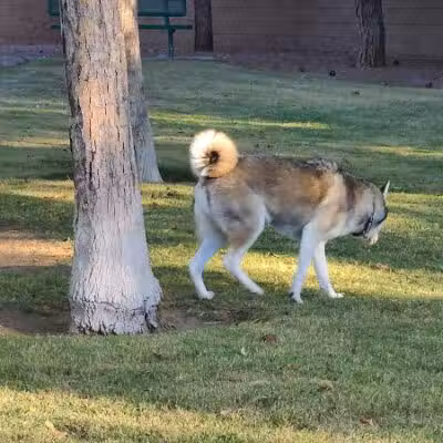 Fire Station Dog Park - Las Vegas, NV