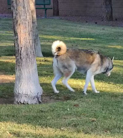 Fire Station Dog Park - Las Vegas, NV
