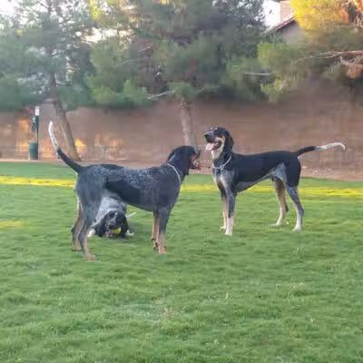 Fire Station Dog Park - Las Vegas, NV