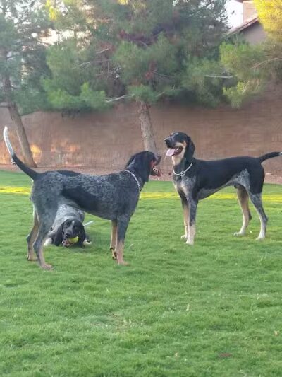 Fire Station Dog Park - Las Vegas, NV
