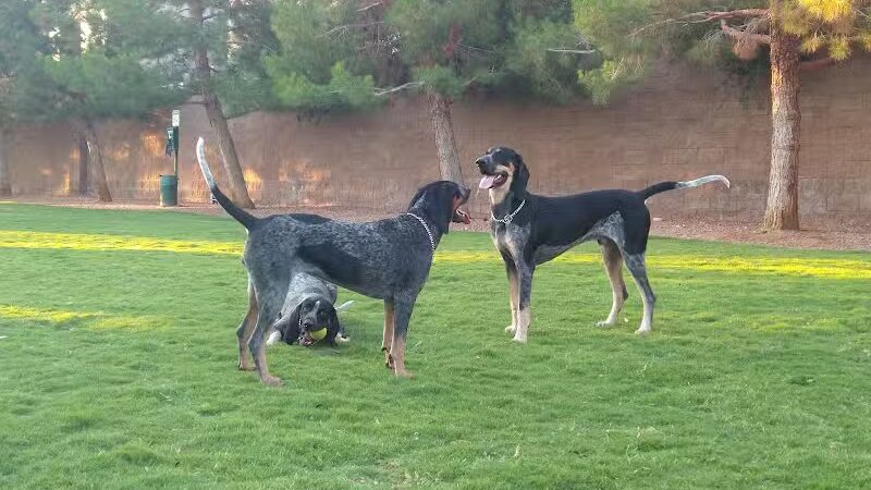Fire Station Dog Park - Las Vegas, NV
