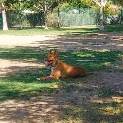 Fire Station Dog Park - Las Vegas, NV