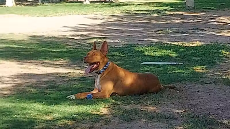 Fire Station Dog Park - Las Vegas, NV