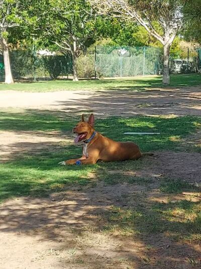Fire Station Dog Park - Las Vegas, NV