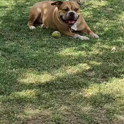 Fire Station Dog Park - Las Vegas, NV