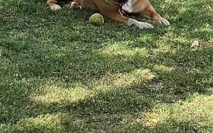 Fire Station Dog Park - Las Vegas, NV